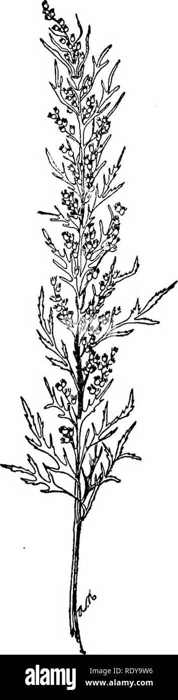 . A manual of poisonous plants, chiefly of eastern North America, with brief notes on economic and medicinal plants, and numerous illustrations. Poisonous plants. 792 MANUAL OF POISONOUS PLANTS Distribution. Common in the northern Mississippi Valley, now widely scattered east to Nova Scotia aijd south to Kentucky. Artemisia tridentata Nutt. From 2-12 feet high, much branched, silvery canescent; leaves cuneate, -obtusely 3-toothed or 3-lobed, or 4-7 toothed at the summit, upper leaves cune- ate-linear; heads homogamous; flowers all perfect and fertile; heads densely paniculate; 5-8 flowers. Dis Stock Photo