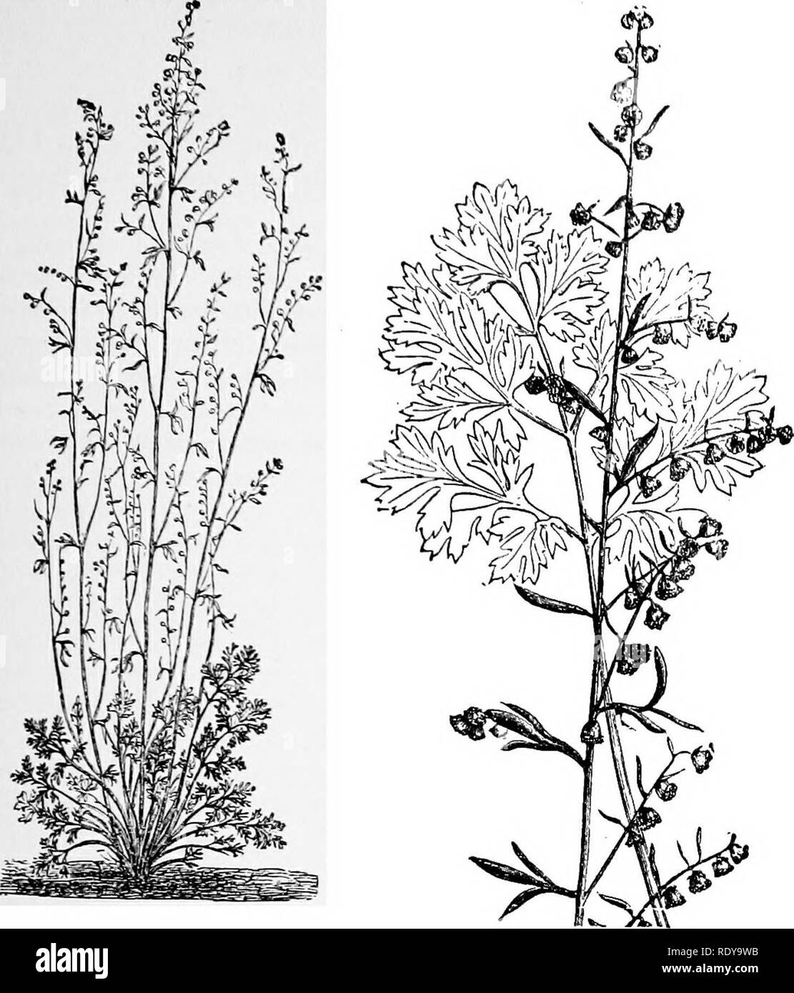 . A manual of poisonous plants, chiefly of eastern North America, with brief notes on economic and medicinal plants, and numerous illustrations. Poisonous plants. COMPOSITAE —THISTLE FAMILY —WORMWOOD 791. Fig. 453. Artemisia. Sage Brush. Absinthe and Wormwood belong to this genius.. (After Faguet). perfect and fertile with branches of the style truncate or sometimes sterile with ovaries abortive; styles undivided; marginal flowers usually pistillate and' fertile, or flowers all perfect and fertile in some species; anthers often tipped with subulate appendages; achenes obovoid and no pappus. Ab Stock Photo