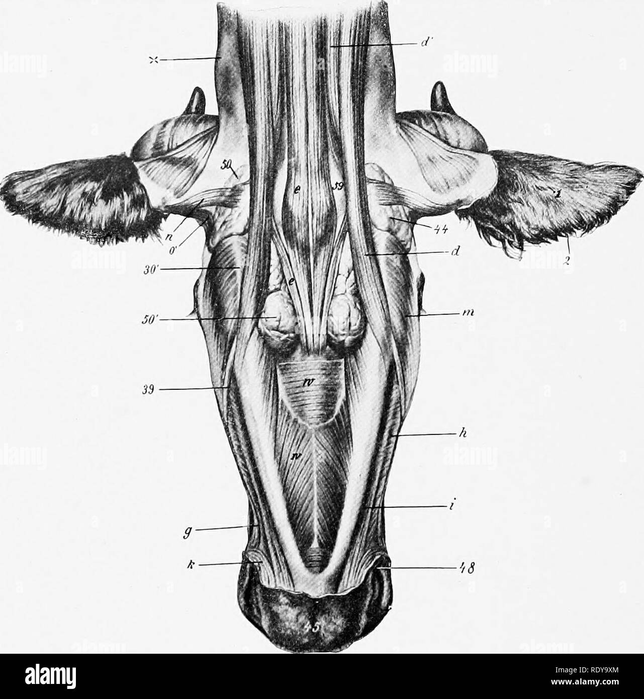 . The anatomy of the domestic animals . Veterinary anatomy. 346 THE MUSCLES OF THE OX MANDIBIILAR MUSCLES The masseter is not so large as in the horse; a considerable part of it arises on the facial tuberosity and is directed obliquely backward and downward, so that it would draw the lower jaw forward as well as upward. The temporalis conforms to the temporal fossa, and is therefore longer and entirely lateral in position. The pterygoideus medialis arises from the lateral surface of the perpendicular part of the palatine bone and from the pterygoid process. Since the origin is nearer. Fig. 302 Stock Photo