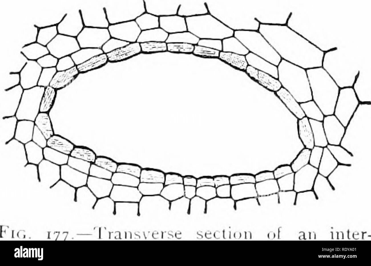 . Plant life, considered with special references to form and function ...