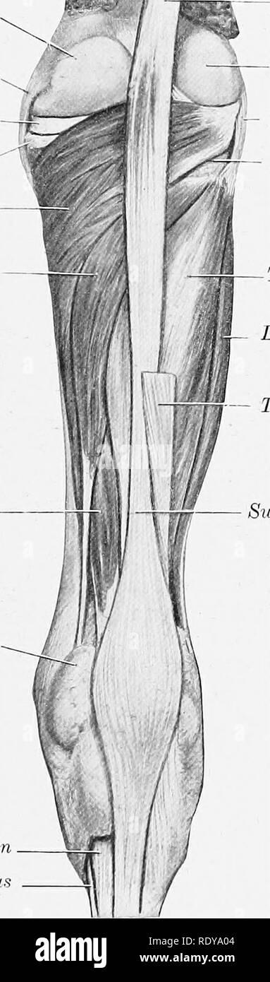 . The anatomy of the domestic animals . Veterinary anatomy. THE MUSCLES OF THE LEG AND FOOT 341 with the principal tendon. (3) The deep head, the flexor hallucis (M. flexor hallucis longus), is much the largest. It lies on the posterior surface of the tibia, from the popliteal line outward and do^^^lward. The belly contains much tendi- nous tissue, and terminates behind the distal end of the tibia on a strong round tc n- Shafl of femur Medial head of gastrocnemius Medial condyle of femur ^ Wedial femoro-tibial ligament ^. Medial meniscus Medial condyle of tibia Popliteus Flesiir digitalis long Stock Photo