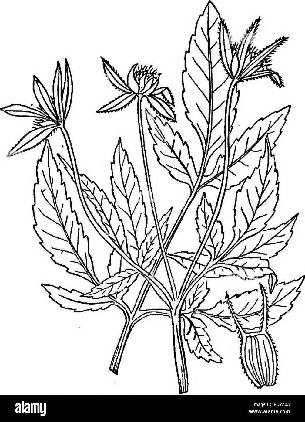 . A manual of poisonous plants, chiefly of eastern North America, with brief notes on economic and medicinal plants, and numerous illustrations. Poisonous plants. 780 MANUAL OF POISONOUS PLANTS About 70 species of wide distribution. Bidens discoidea (T. &amp; G.) Britton. Small Tickseed A diffusely branched annual from 1-2 feet high; leaves petioled, ternateljr 'divided, leaflets ovate-lanceolate, pointed and serrate; rays wanting; disk flowers yellow; achenes narrow wedge-shaped, bearing a pair of short and stout â upwardly or downwardly barbed awns. Distribution. Common on wet banks througho Stock Photo