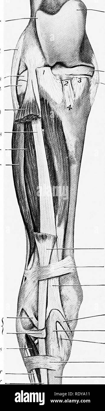 . The anatomy of the domestic animals . Veterinary anatomy. 336 fascijE ...