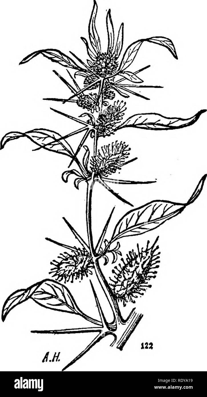 . A manual of poisonous plants, chiefly of eastern North America, with brief notes on economic and medicinal plants, and numerous illustrations. Poisonous plants. 768 MANUAL OF POISONOUS PLANTS Distribution. Common in waste grounds from Ontario to Missouri and Texas to Florida. Native to the old world.. Fig. 445. spinosum). Thorny Clot-bur {Xanthium After Hochstein. Xanthium Strumarium 1,. A low, rough, branching annual from 1-2 feet high; leaves slender, petioled, broadly ovate or orbicular, 3-S-lobed, both surfaces rough; bur oblong, smooth or nearly so, with two straight or nearly straight  Stock Photo