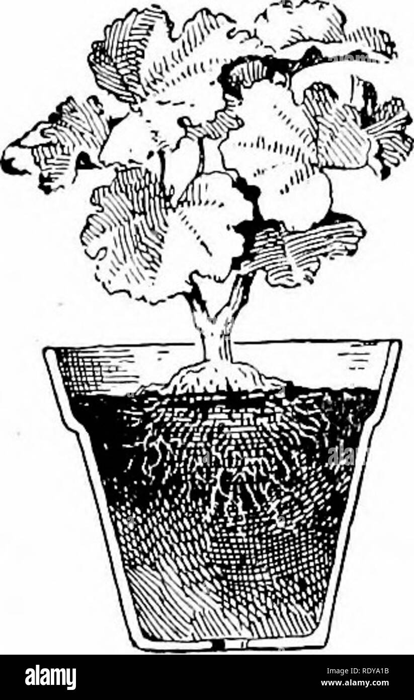 Wallpaper The Beginner S Garden Book A Textbook For The Upper Grammar For Android