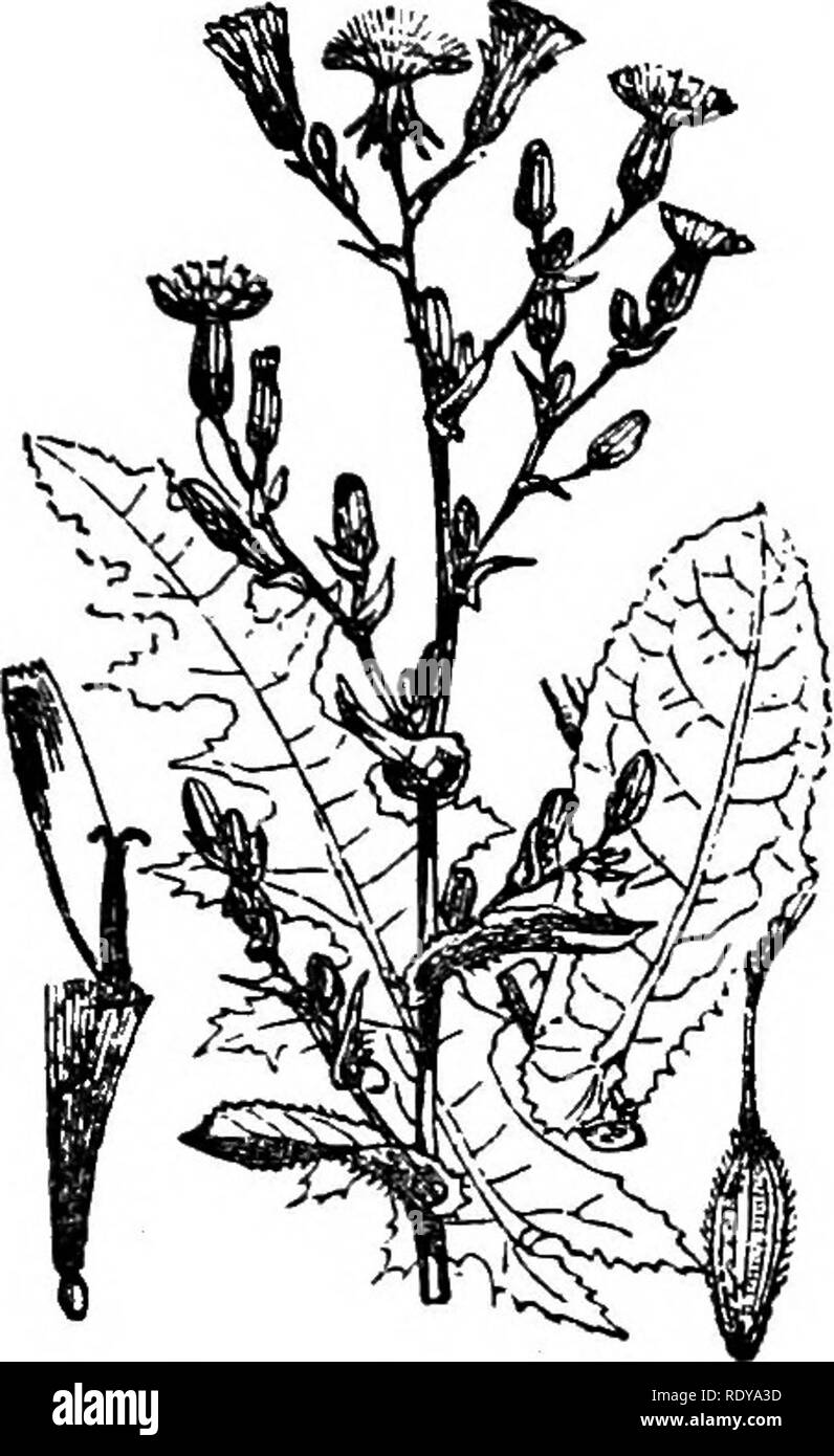 . A manual of poisonous plants, chiefly of eastern North America, with brief notes on economic and medicinal plants, and numerous illustrations. Poisonous plants. COMPOSITAE —THISTLE FAMILY —LETTUCE 761 to oblong in outline with spinulose, denticular margins occasionally sinuate toothed, sometimes pinnatifid; base sagittate clasping; leaves becoming vertical by a twist; the leaves are not twisted in shady situations; flowers in small open panicled heads; each head has from 4-18 yellow flowers; achenes flat, striate nerved, obovate, oblong, produced in long filiform beak which is paler in color Stock Photo