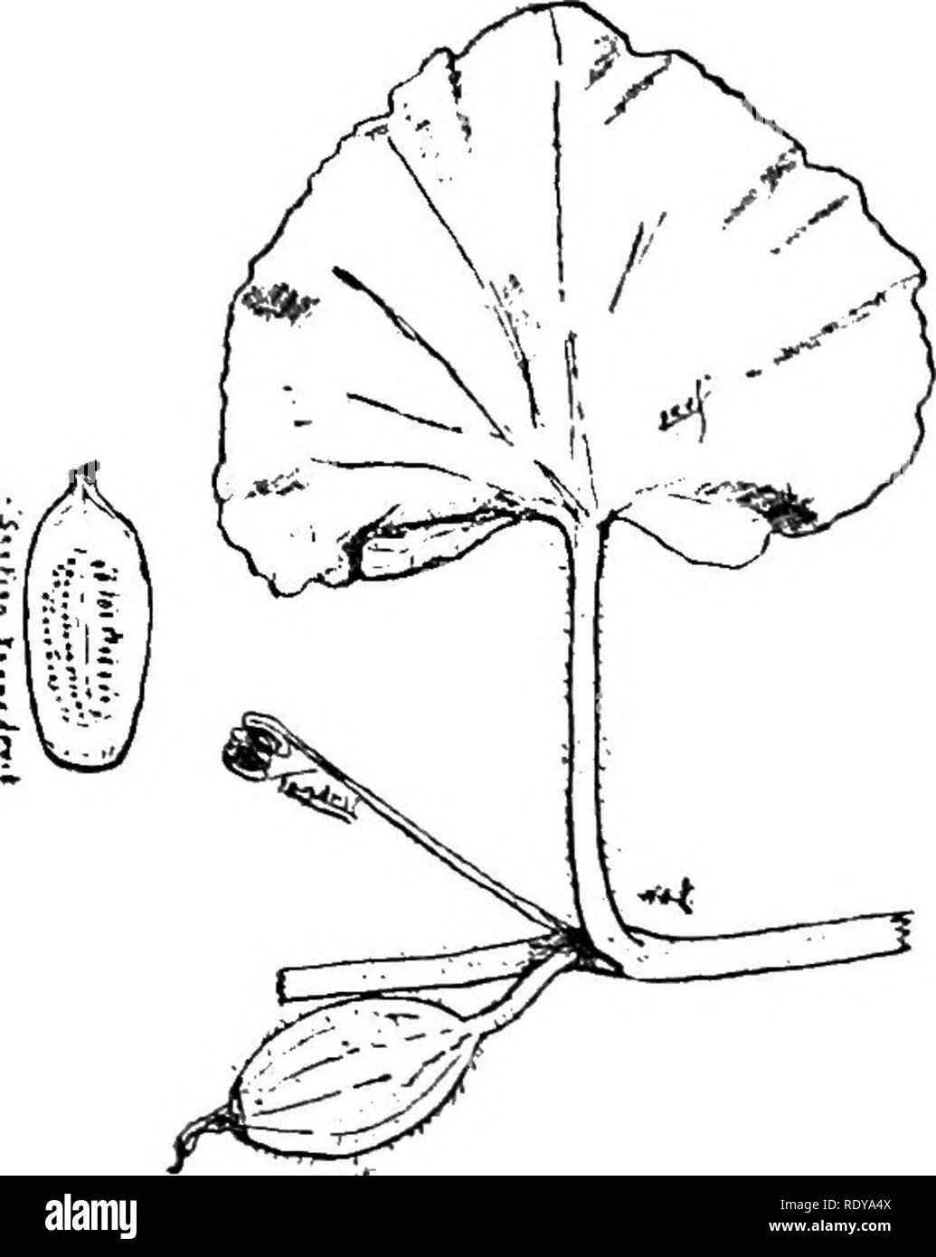 Poisonous gourd hires stock photography and images Alamy