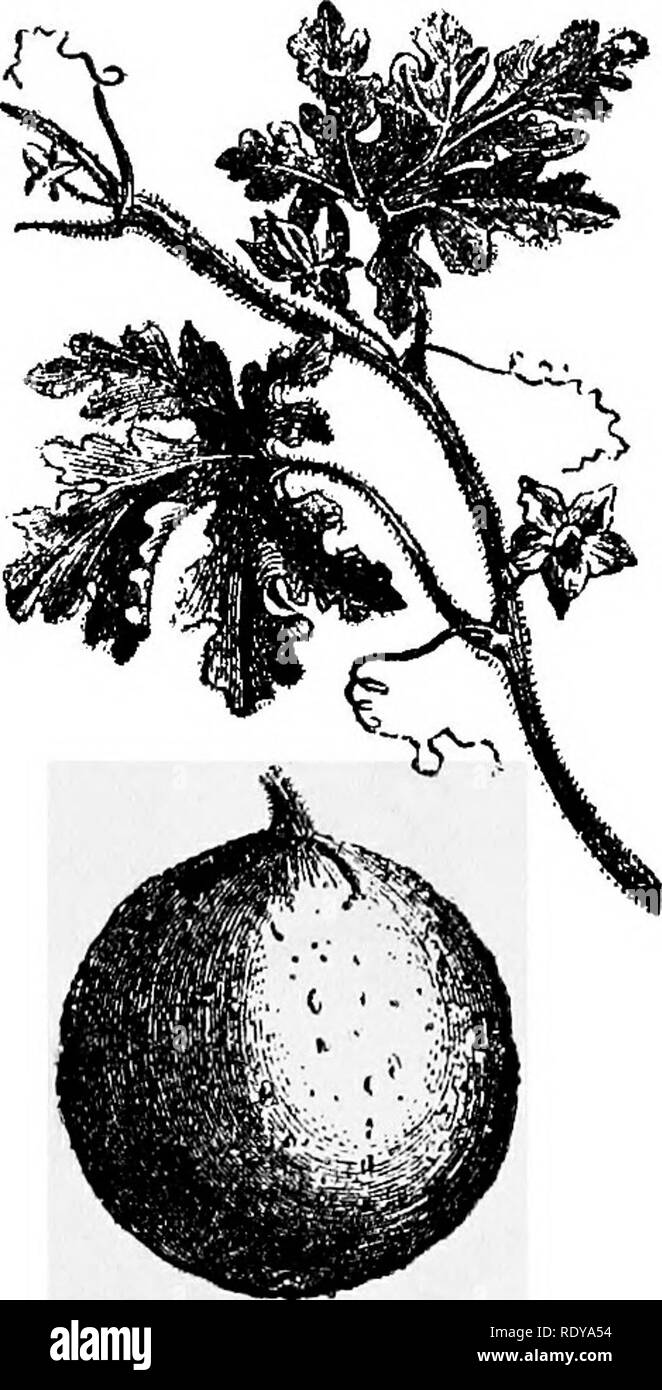. A manual of poisonous plants, chiefly of eastern North America, with brief notes on economic and medicinal plants, and numerous illustrations. Poisonous plants. 750 MANUAL OF POISONOUS PLANTS CgjHj^^O^g. The plant is intensely bitter. The towel or sponge gourd {Luffa aegyptiaca), a native of Egypt, produces a fruit one foot or more long, filled with a spongy fiber, which when the outer part is removed is used to rub the skin, and for many other domestic purposes. The fruits of many plants of the family are economic. The nara (Acanthosicyos horrida) in Southern Angola is used as food and has  Stock Photo