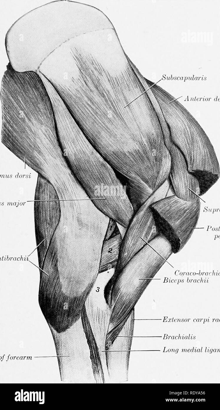 . The anatomy of the domestic animals . Veterinary anatomy. THE MUSCLES OF THE SHOULDER 301 Relations.âLaieTSiWy, the subscapularis, the brachiahs, the tendon of insertion of the latissimus dorsi, and the humerus; medially, the deep pectoral; in front, the biceps brachii. The anterior circumflex artery and the nerve to the biceps pass between the two parts, or between the muscle and the bone, and the brachial vessels lie along the posterior border of the muscle. Latissi, Teres major Tensor fascim antibrachii. Deep fascia of forearm Subscapularis Vnttriur deep pectoral. ':'â ''/â Siipraspiniitu Stock Photo