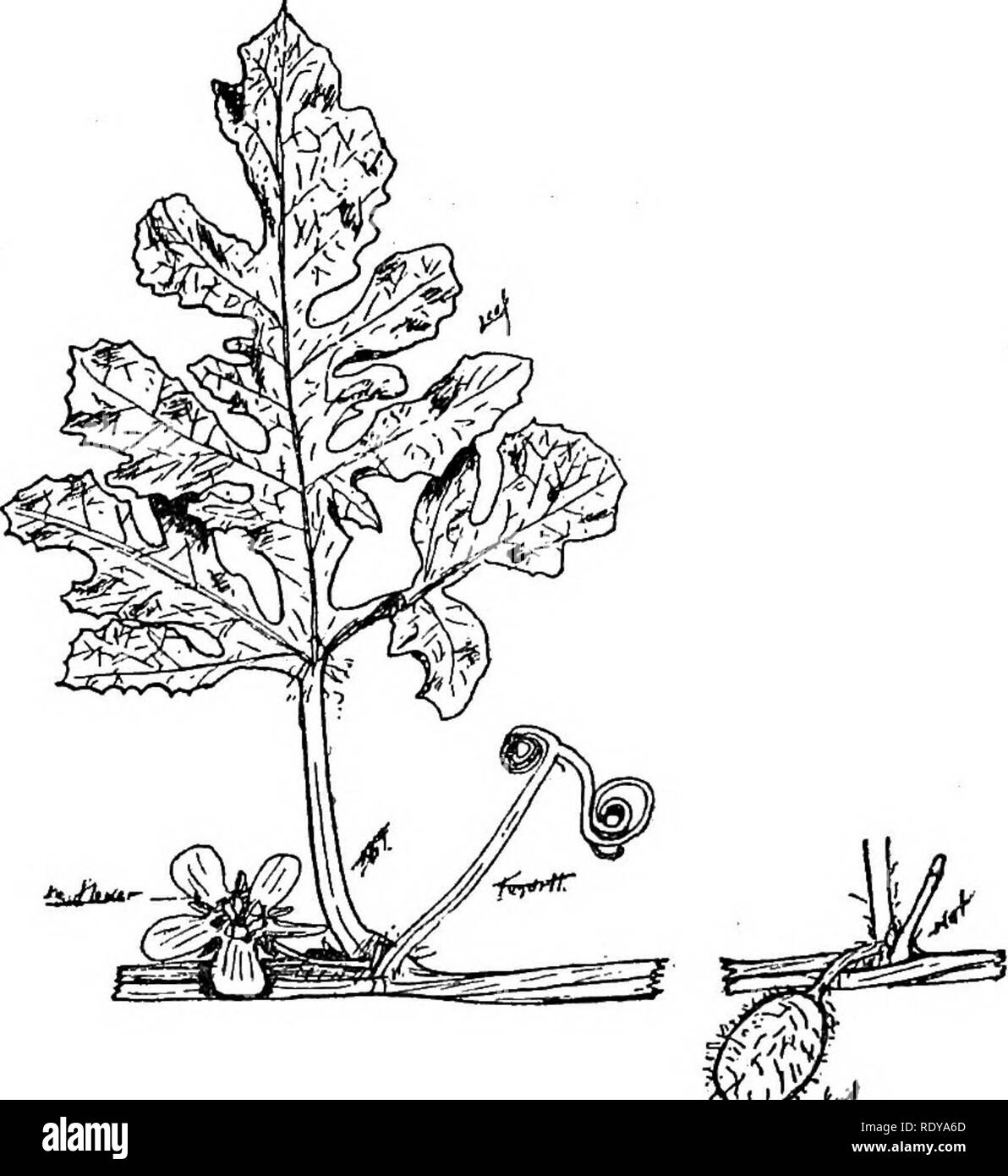 . A manual of poisonous plants, chiefly of eastern North America, with brief notes on economic and medicinal plants, and numerous illustrations. Poisonous plants. 748 MANUAL OF POISONOUS PLANTS mon in the Rocky Mountains and frequently cultivated. The snowberry (5&quot;. racemosus) is common in rocky woods, and abundant along river course from Minnesota to Arkansas and westward. Symphoricarpos orbiculatus Moench. Indian Currant. Coralberry A shrub 2-4 feet high, purplish, usually pubescent, branches; leaves oval or ovate entire or undulate, nearly glabrous above, pubescent underneath; flowers  Stock Photo