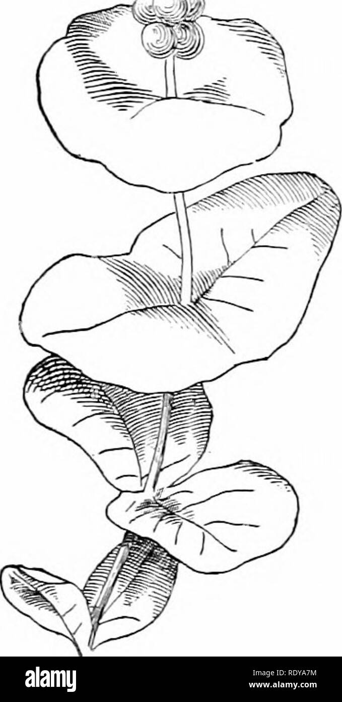 . Plant life, considered with special references to form and function. Plant physiology. &lt;i:^. Fig. 142. Fig. 143. PiQ 1^2.âShoot of Uz'ularia, sho^^â ^Ilg perfoliate leaves below. .About half natural size.â.After Giav. , , â¢ , i ,- Fig. I43-â-A shoot of -nild honeysuckle, showing upper leaves connate-perfohate. About half natural size.â.After Gray.. Please note that these images are extracted from scanned page images that may have been digitally enhanced for readability - coloration and appearance of these illustrations may not perfectly resemble the original work.. Barnes, Charles Reid,  Stock Photo