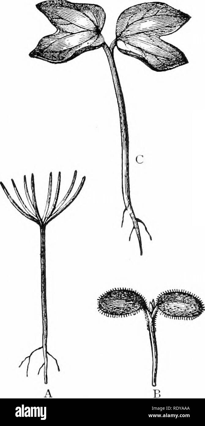 Plant life, considered with special references to form and function. Plant  physiology. ii8 PLANT LIFE. which are at first not distinguishable from  them, except by position (fig. 96). These become the