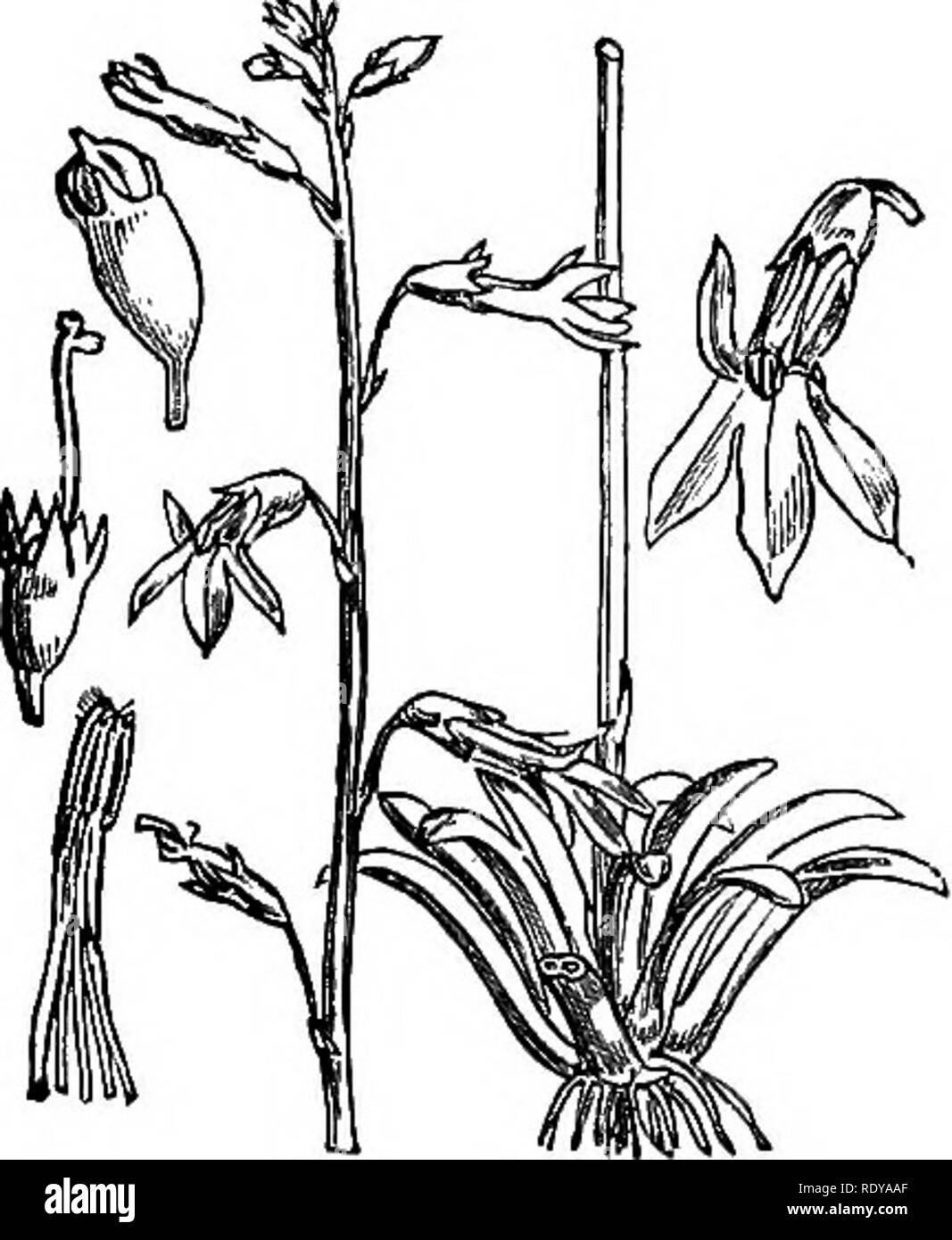 . Illustrations of the British flora: a series of wood engravings, with dissections, of British plants. Botany; Botany. communis. 610. Lobelia urens.. Please note that these images are extracted from scanned page images that may have been digitally enhanced for readability - coloration and appearance of these illustrations may not perfectly resemble the original work.. Fitch, W. H. (Walter Hood), 1817-1892; Smith, Worthington George, 1835-1917; Bentham, George, 1800-1884. Handbook of the British flora. London, L. Reeve &amp; Co. Stock Photo