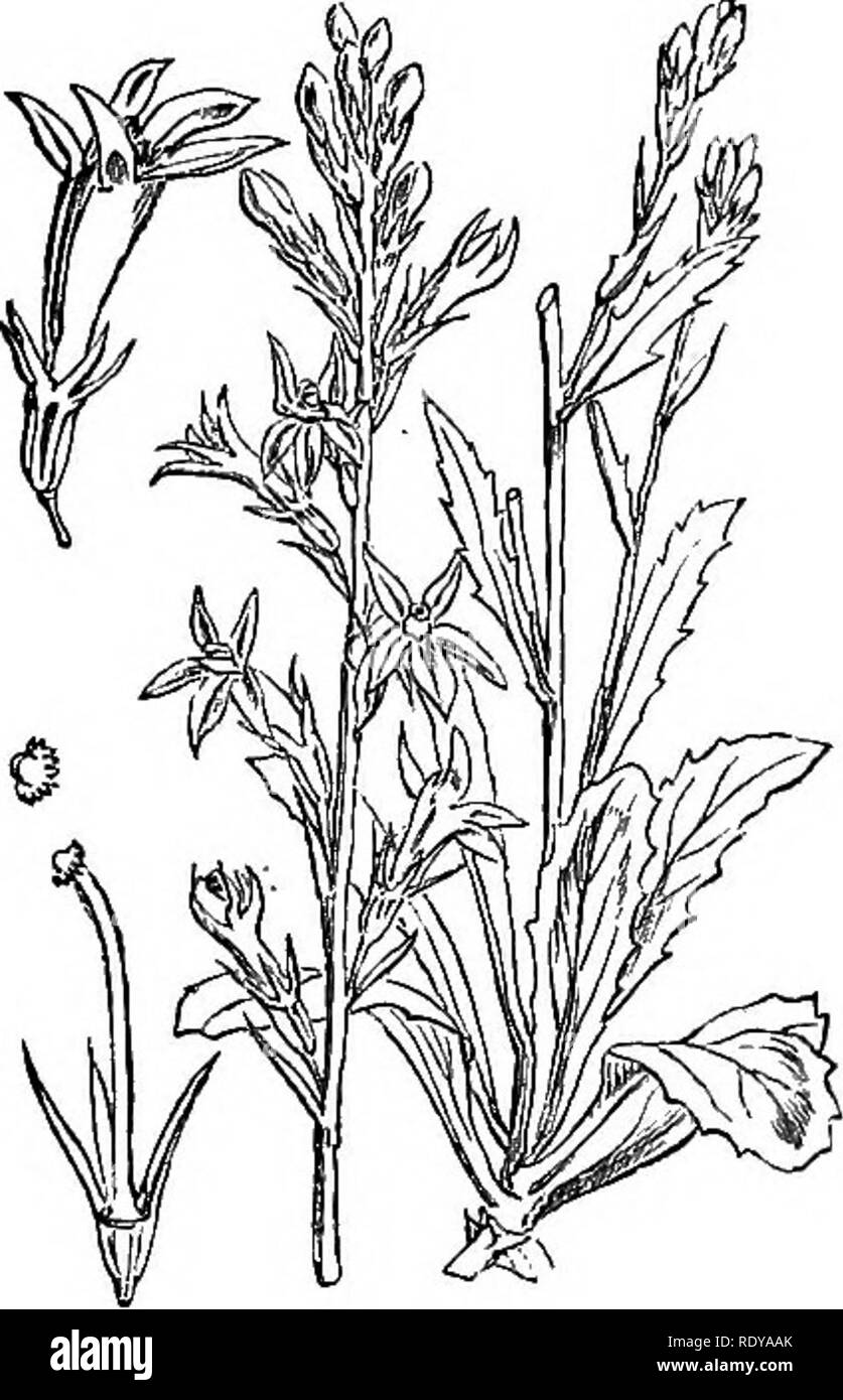 . Illustrations of the British flora: a series of wood engravings, with dissections, of British plants. Botany; Botany. communis. 610. Lobelia urens.. Please note that these images are extracted from scanned page images that may have been digitally enhanced for readability - coloration and appearance of these illustrations may not perfectly resemble the original work.. Fitch, W. H. (Walter Hood), 1817-1892; Smith, Worthington George, 1835-1917; Bentham, George, 1800-1884. Handbook of the British flora. London, L. Reeve &amp; Co. Stock Photo