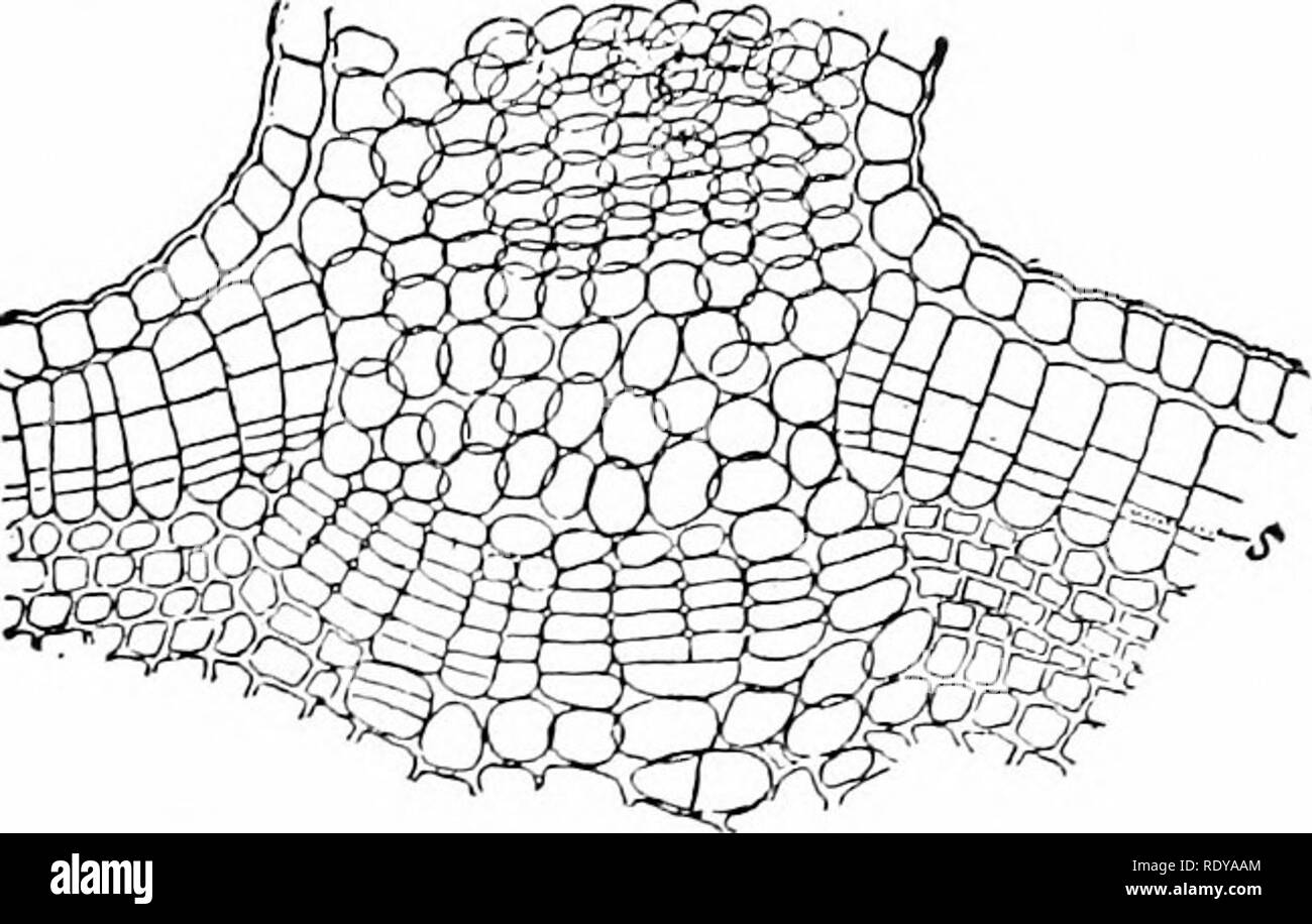 . Plant life, considered with special references to form and function. Plant physiology. Fig, 131,—Transverse section through a mature lenticel of elder, .f, tlie cork cambium. Compare fig. 130. Magnified .So diani.—After Stahl, uniformly distributed, beneath the clusters of stomata. When the generating layer of cork is deep-seated the lenticels pro- duced are without relation to the position of the stomata. 141. 2. The formation of secondary wood and bast.— The position of the internal generating layer (the stelar cam- bium) is not subject to the same variations as the external. Please note t Stock Photo