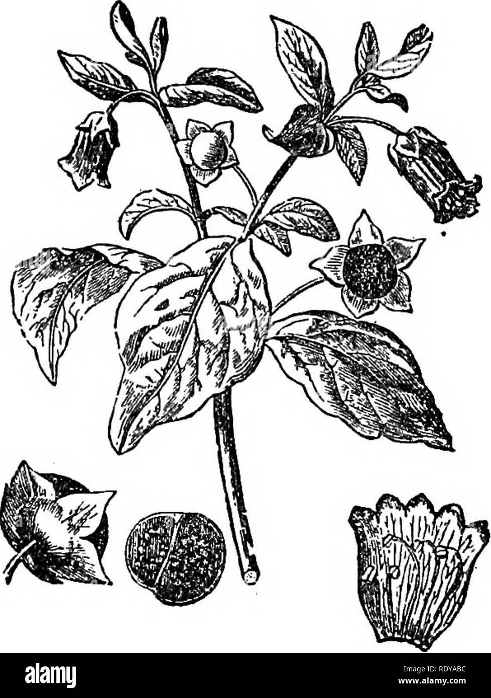 . A manual of poisonous plants, chiefly of eastern North America, with brief notes on economic and medicinal plants, and numerous illustrations. Poisonous plants. 716 MANUAL OF POISONOUS PLANTS. Fig, 416. Sleeping or Deadly Night-shade {Atropa Belladonna). Tip of flowering and fruiting branch; entire fruit; cross section of fruit; corolla cut open and spread out. Source of the belladonna of commerce. (From Ves- que's Traite de Botanique). elegans are frequently cultivated. The odor from the flowers of the latter is very overpowering. The berries of C. pallidum, are said to be poisonous, but bi Stock Photo