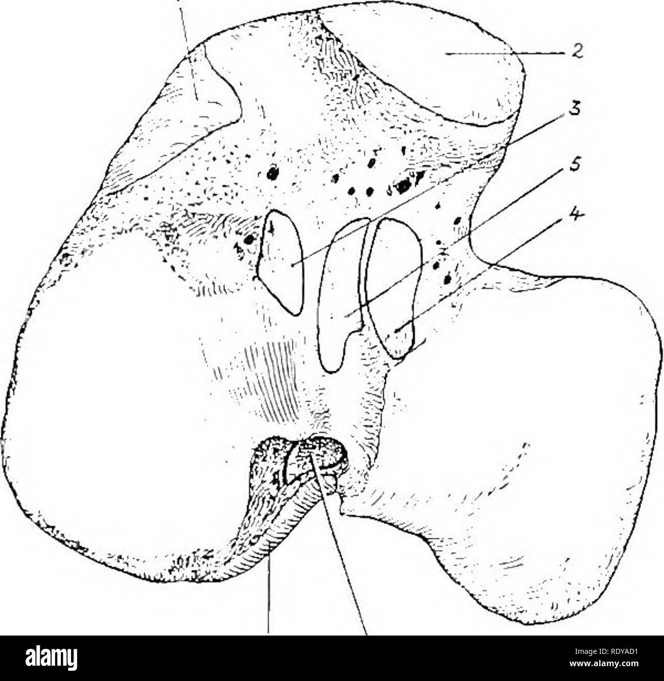 Medial femoral condyle hires stock photography and images Alamy