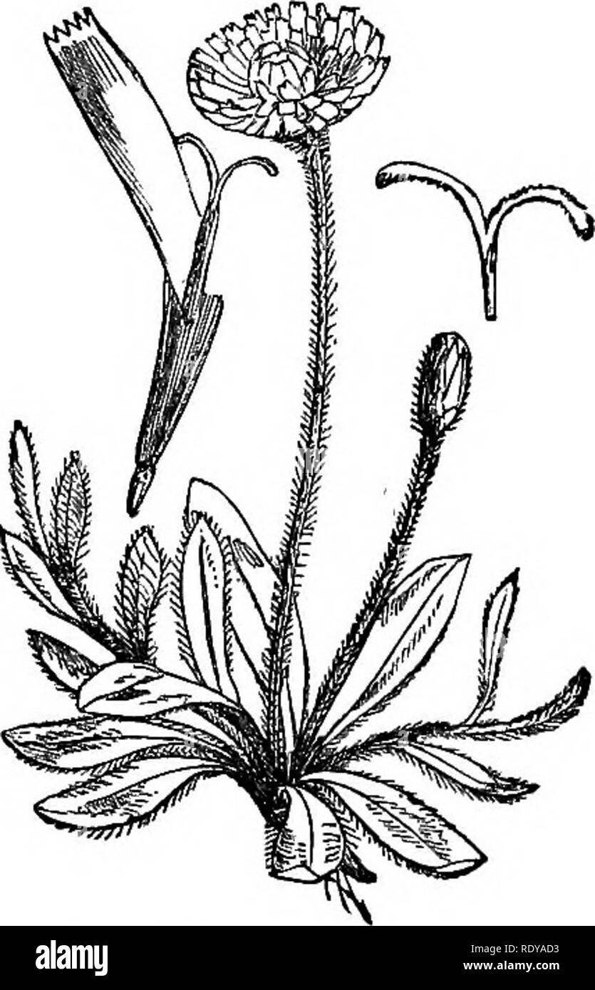 . Illustrations of the British flora: a series of wood engravings, with dissections, of British plants. Botany; Botany. 597. Crepis hieracioides.. 599. Hieracium Pilosella.. Please note that these images are extracted from scanned page images that may have been digitally enhanced for readability - coloration and appearance of these illustrations may not perfectly resemble the original work.. Fitch, W. H. (Walter Hood), 1817-1892; Smith, Worthington George, 1835-1917; Bentham, George, 1800-1884. Handbook of the British flora. London, L. Reeve &amp; Co. Stock Photo