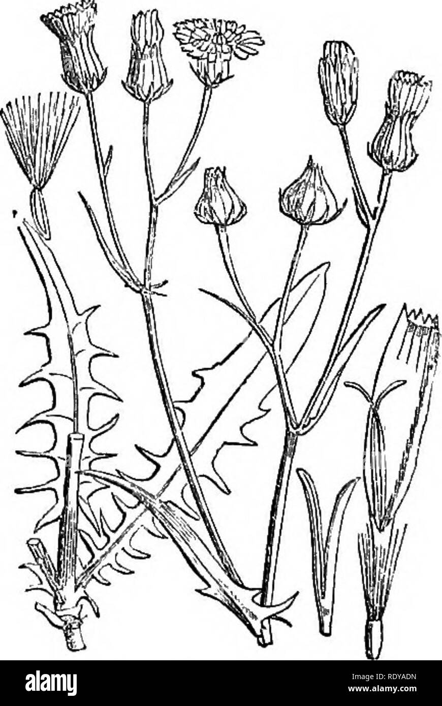 . Illustrations of the British flora: a series of wood engravings, with dissections, of British plants. Botany; Botany. 594. Crepis foetida. 595. Crepis virens.. Please note that these images are extracted from scanned page images that may have been digitally enhanced for readability - coloration and appearance of these illustrations may not perfectly resemble the original work.. Fitch, W. H. (Walter Hood), 1817-1892; Smith, Worthington George, 1835-1917; Bentham, George, 1800-1884. Handbook of the British flora. London, L. Reeve &amp; Co. Stock Photo
