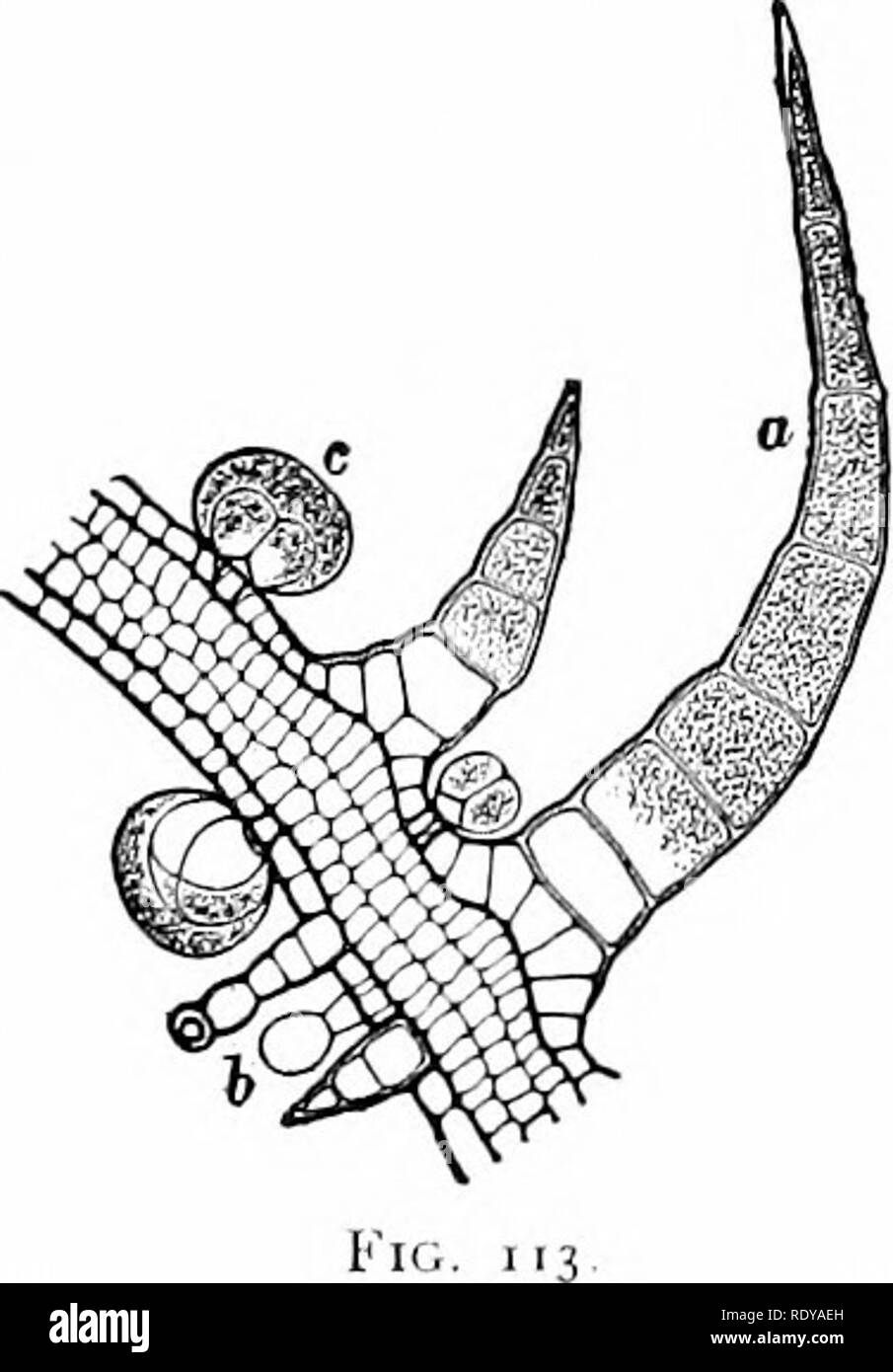 Two glandular hairs hires stock photography and images Alamy