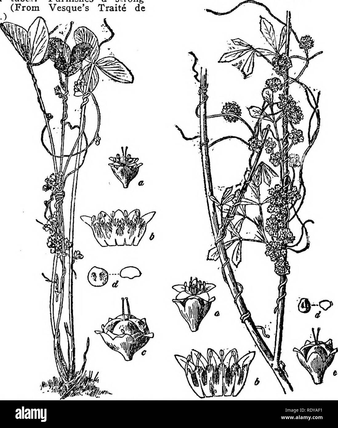 . A manual of poisonous plants, chiefly of eastern North America, with brief notes on economic and medicinal plants, and numerous illustrations. Poisonous plants. Fig. 402. Jalap (Ipomoea Purga). Plant and tuber. Furnishes a strong purgative. (From Vesque's Traits de Botanique.) Fig. 403. Man-of-the- Earth ilpomoea fastigia- ta.) Used by the Indians as food. (Millspaugh Selby.). Pig. 404. Dodder. To the left—Field dodder (Cvsmta arvensis), a, flower; b, fiower spread apart; c, capsule with stamens and styles; d, seed. To the right—^Alfalfa dodder (C. epithymum), a, flower; b, flower spread apa Stock Photo