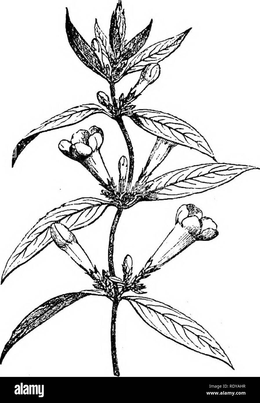. A manual of poisonous plants, chiefly of eastern North America, with brief notes on economic and medicinal plants, and numerous illustrations. Poisonous plants. 686 MANUAL OF POISONOUS PLANTS seeds covered with silky hairs. The seeds contain two deadly alkaloids, strych- nin Cj^HjjNjOj and brucin C^jH^gN^O^+^H^O. Strychnin is bitter, used as a tonic and to stimulate the circulation. The bark and root are also bitter. The natives of India use it for snake bites and fevers. This alkaloid is also ob- tained from other plants of this order, being extracted by water acidulated with hydrochloric a Stock Photo
