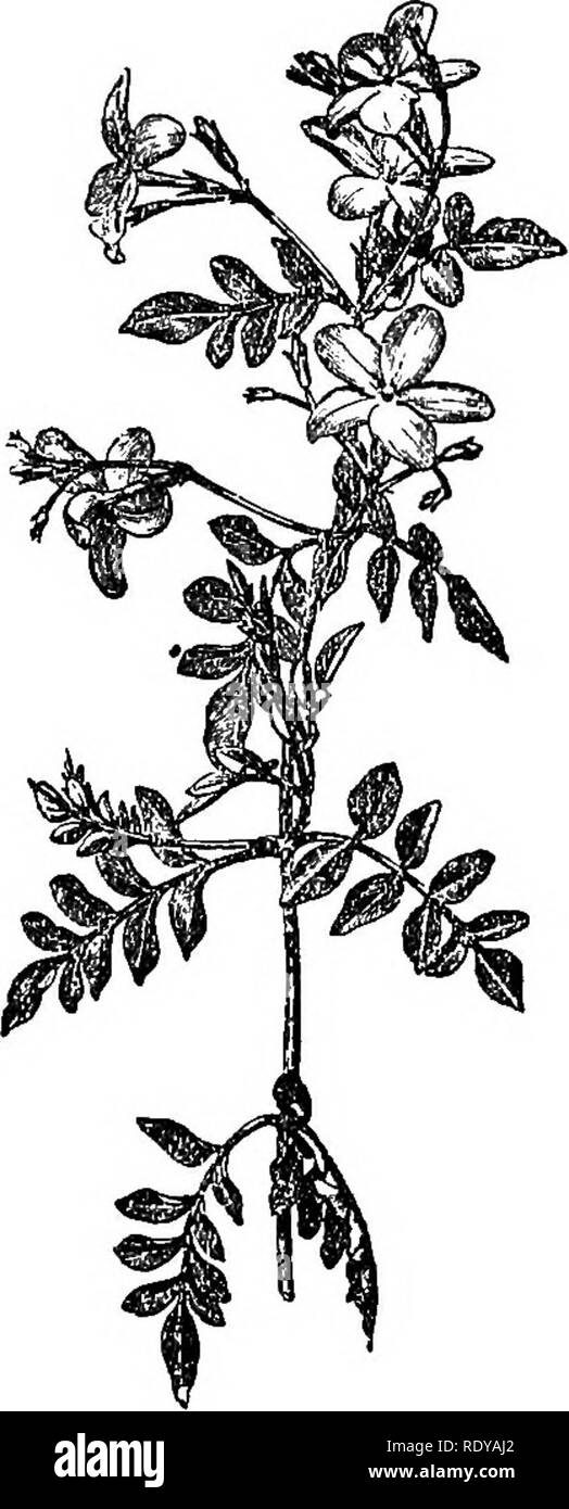 . A manual of poisonous plants, chiefly of eastern North America, with brief notes on economic and medicinal plants, and numerous illustrations. Poisonous plants. 684 MANUAL OF POISONOUS PLANTS. Fig. 393. Large-flowered white Jessamine (^Jasminum grandiflorum'y, A native of Japan but cultivated in France as a source of per- fume. (From Vesque's Traite de Botanique.) lobed; stamens 2; filaments short; ovary 2-celled, with 2 ovules in each cavity; fruit a 1-3 seeded berry. About 35 species, natives of the Old World. Lfigustrum vulgare, L. Privet A shrub virith long and slender branches, firm lea Stock Photo