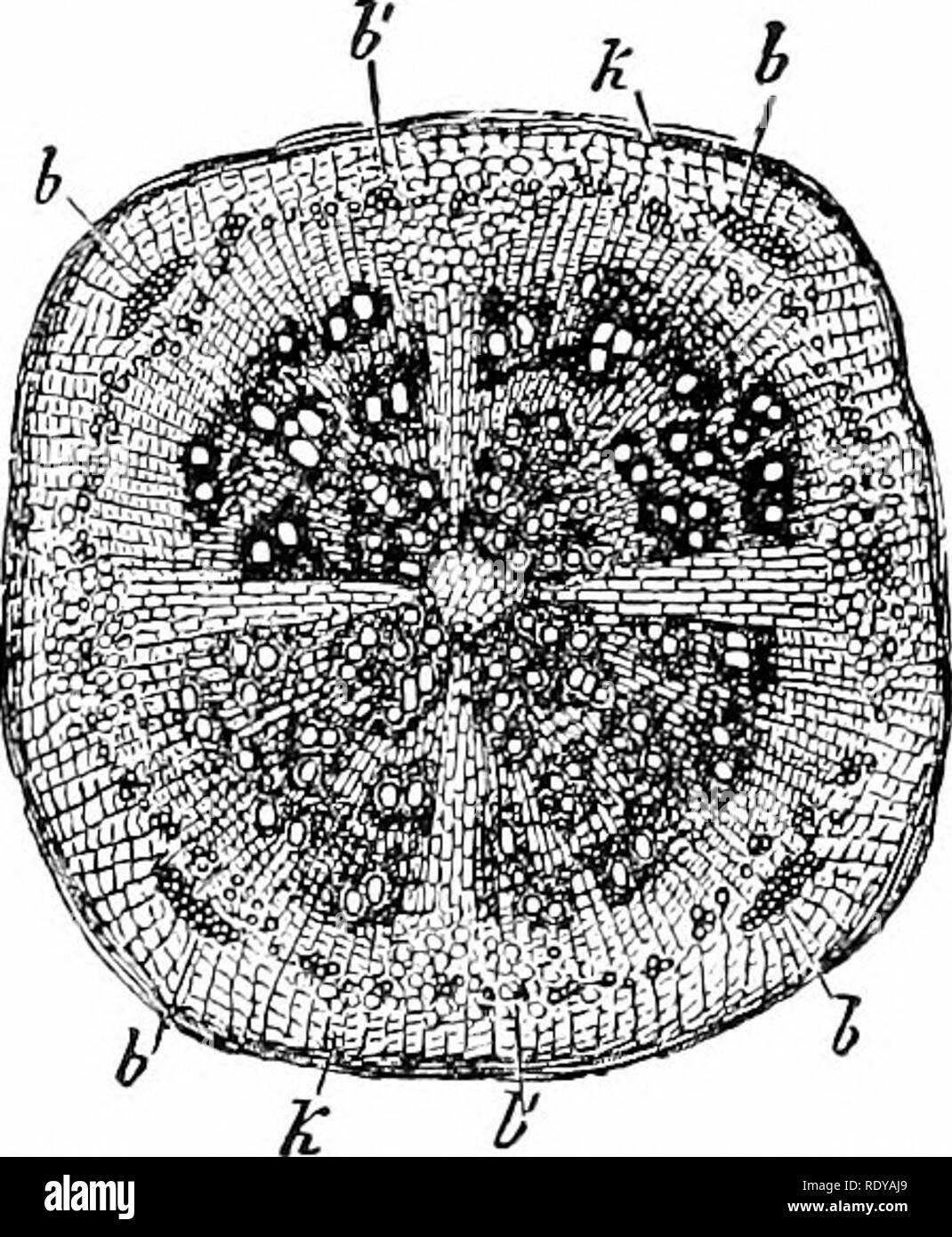 . Plant life, considered with special references to form and function