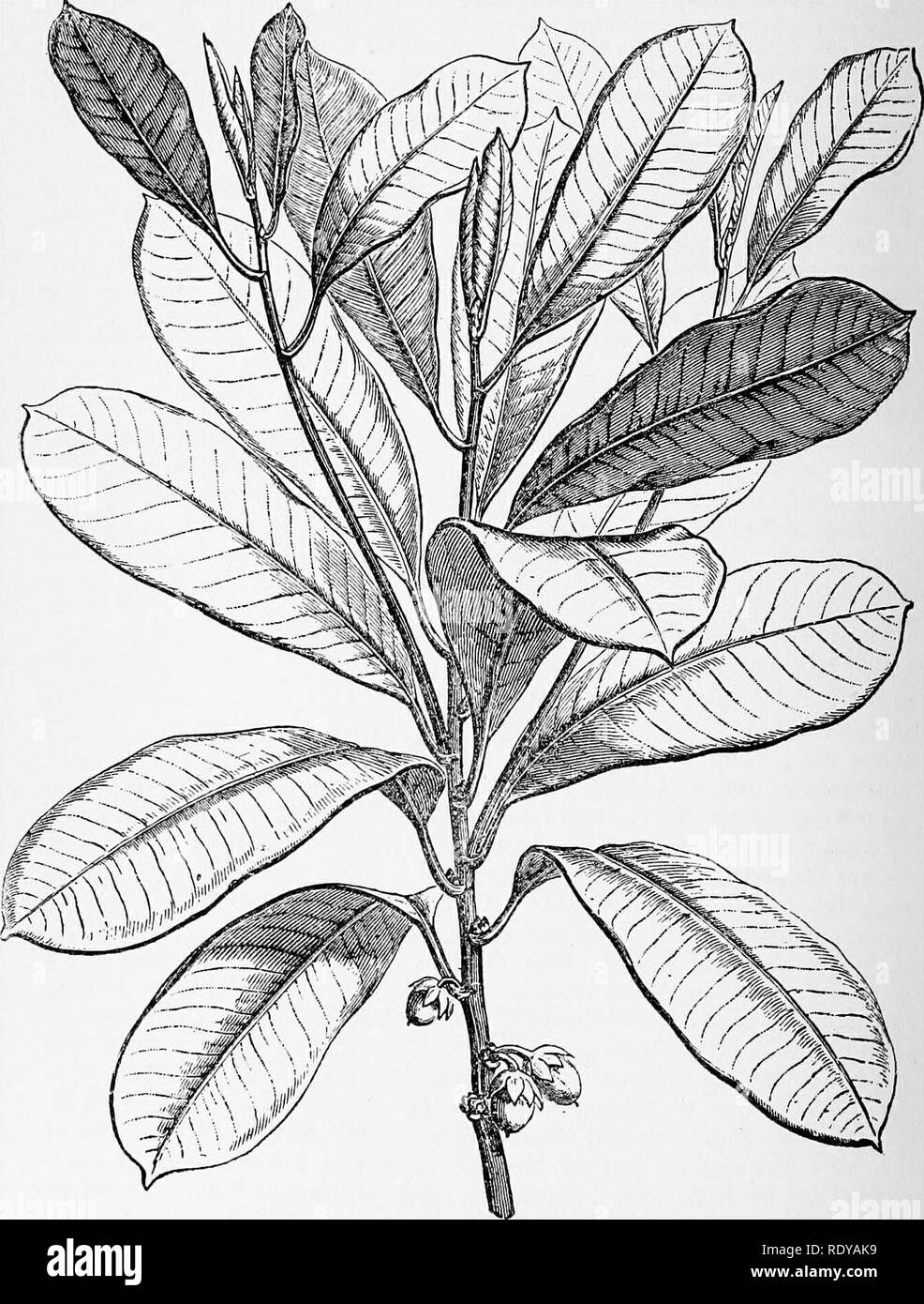 A Manual Of Poisonous Plants Chiefly Of Eastern North - 
