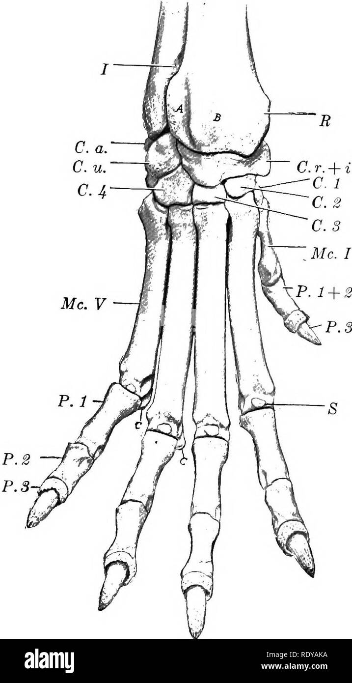 The Anatomy Of The Domestic Animals Veterinary Anatomy Bones Of The Thoracic Limb 201 To Swe On V T Quot It K Quot T A A 1 By Them Is Concave From Side Sur Act