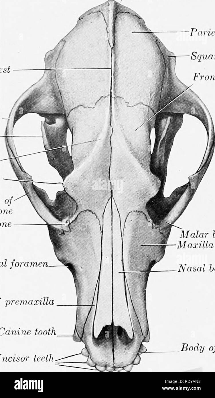 . The anatomy of the domestic animals . Veterinary anatomy. 190 SKELETON OF THE DOG extensively with the corresponding process of the malar. The articular surface for the condyle of the mandible consists of a transverse groove which is continued upon the front of the large postglenoid process. Behind the latter is the lower opening of the temporal canal. There is no condyle. The mastoid part is small, but bears a distinct mastoid process. The external acoustic meatus is wide and very short, so that one can see into the tympanum in the dry skull. The bulla ossea is very large and is rounded and Stock Photo