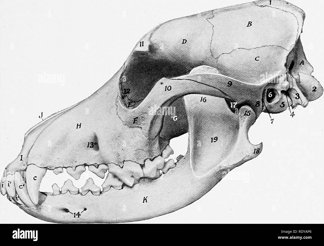 Skull bones of animals, Veterinary Anatomy