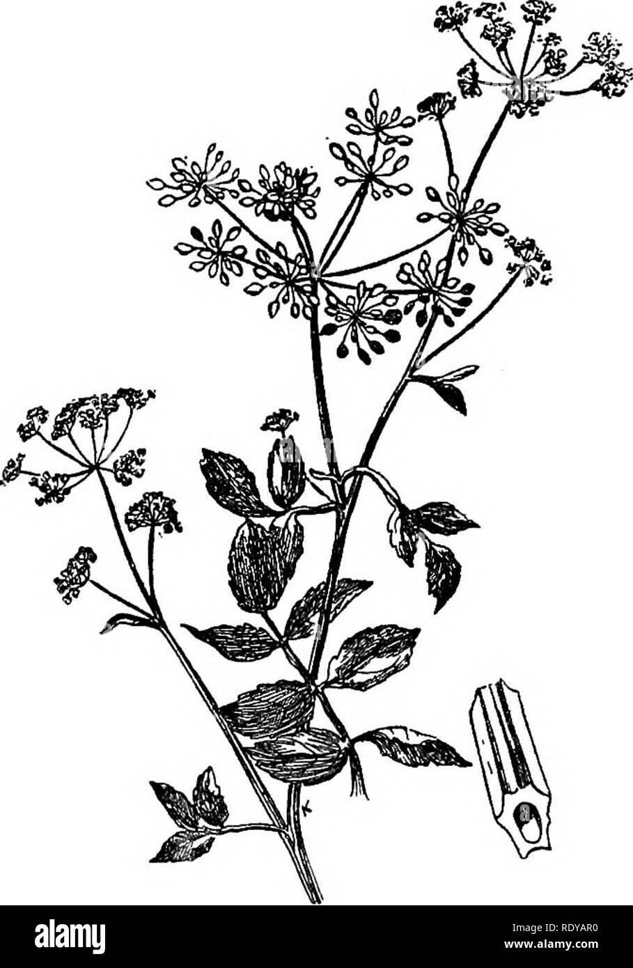 . A manual of poisonous plants, chiefly of eastern North America, with brief notes on economic and medicinal plants, and numerous illustrations. Poisonous plants. 662 MANUAL OF POISONOUS PLANTS erick B. Power and one of his pupils (Mr. J. T. Bennett) undertook some experiments to determine whether the cultivated parsnip running wild had any toxic properties. Mr. Bennett failed to detect the presence of any poisonous principle in the root of the true wild parsnip (Pastinaca sativa) and when the boiled roots were fed in considerable amounts to a cat, no symptoms of poisoning were manifest. We ma Stock Photo