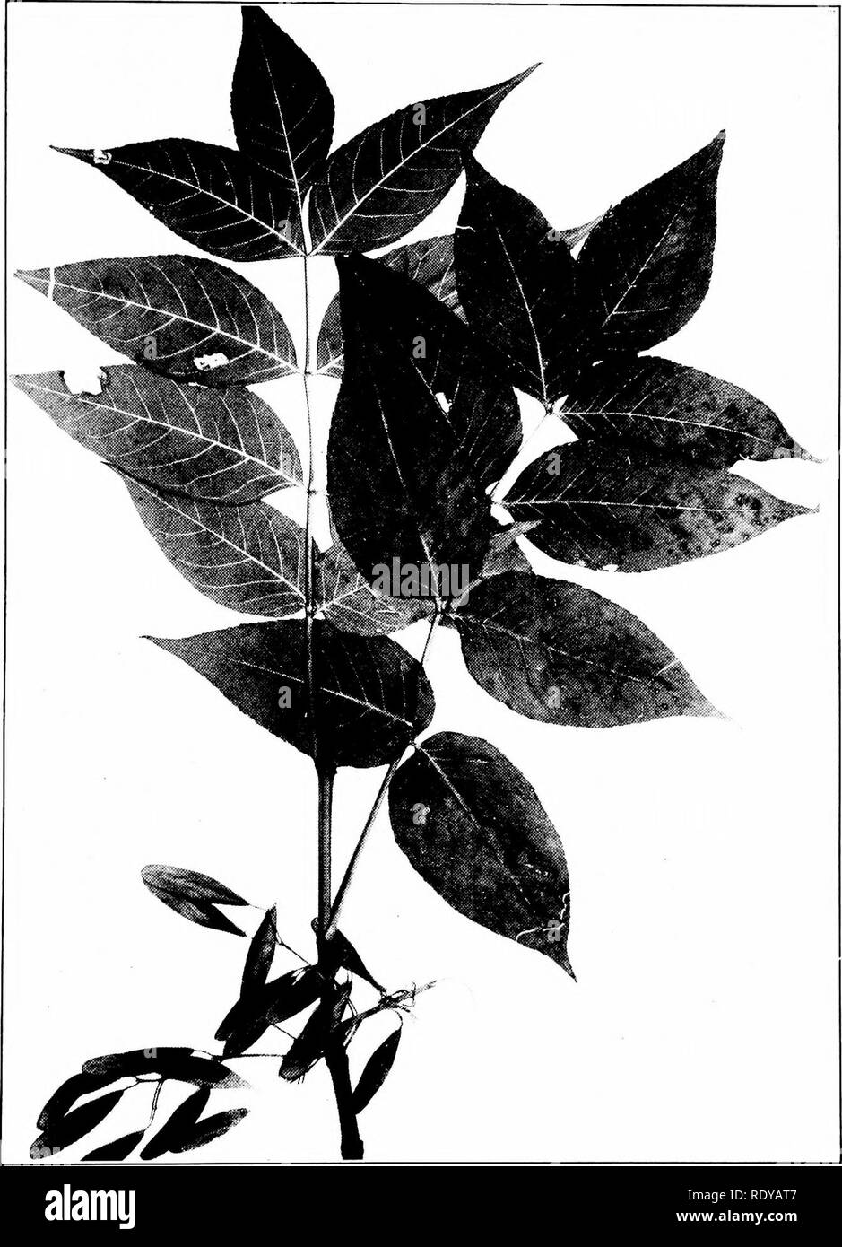 . Trees of Indiana. Trees. 279 Plate 120.. FRAXINUS QUADRANGULATA Michaux. Blue Ash. (x J^). Please note that these images are extracted from scanned page images that may have been digitally enhanced for readability - coloration and appearance of these illustrations may not perfectly resemble the original work.. Deam, Charles Clemon, 1865-1953. Fort Wayne, Ind. , Fort Wayne Printing Co. Stock Photo