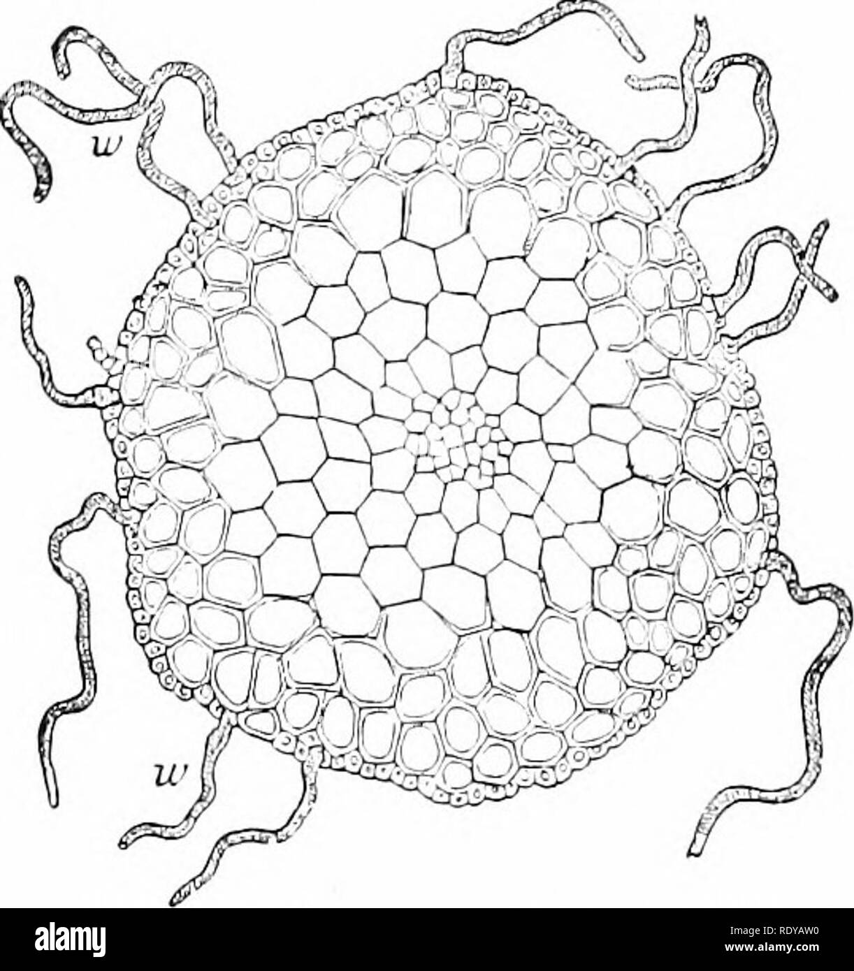 . Plant life, considered with special references to form and function. Plant physiology. 56 PLANT LIFE.. Fig 68 —Transverse section of the stem of Bryum roseum. In the center the small cells make a central strand, the &quot;conductmi; tissue ' ; the surface cells form an epidermis- the next three rows within also have thick walls and strengthen the stem- w, rhizoids arising from epidermis. Magnified 50 diam.—After Sachs.. Please note that these images are extracted from scanned page images that may have been digitally enhanced for readability - coloration and appearance of these illustrations  Stock Photo