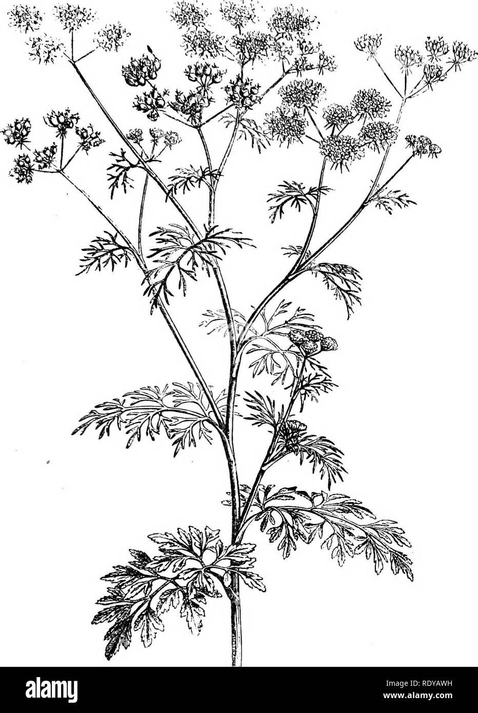 . A manual of poisonous plants, chiefly of eastern North America, with brief notes on economic and medicinal plants, and numerous illustrations. Poisonous plants. UMBELLIFERAE — OENANTHE 649. Fig- 369. Coriander (Coriandrum sativum'). Flowering stem. (After Faguet) contains phellandrene; a native lovage, Ligusticum canadense, is used to flavor tobacco. This family contains a large number of plants with active principles, some of which are entirely harmless, but others must be considered among the deadly poisons. The water drop-wort (Oenanthe crocata), with its parsnip-like roots, »nd the 0. Ph Stock Photo