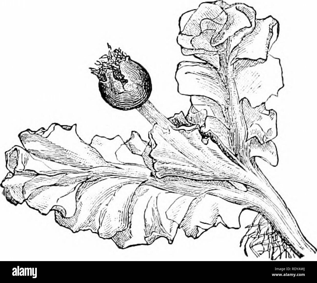 . Plant life, considered with special references to form and function. Plant physiology. Fig. 64. Fi .65. Fig. 64.—Part of a plant of Blasia pusilla. The flaltfned lobed thallus is the gametophyte; the stalked capsules (one youni&lt;, one bursted) are two sporophytes attached to it. Magnified 4 diam.—After Schiffner. Fig. 65.—Gametophyte and sporophyte of Fossombronia cristata. The thallus is so deeply lobed thai the divisions are usually called leaves. Magnified 15 diam.— After Schiffner.. Please note that these images are extracted from scanned page images that may have been digitally enhanc Stock Photo