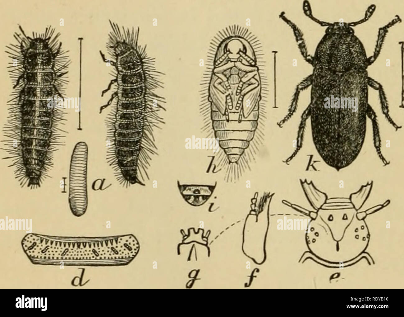 Larder Beetle Infestation
