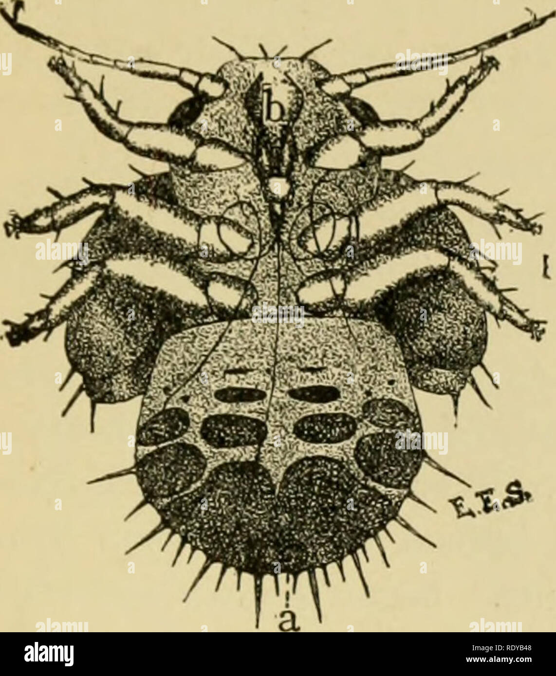 Amalgamation Insect . Economic entomology for the farmer and the fruit grower, and for use ...