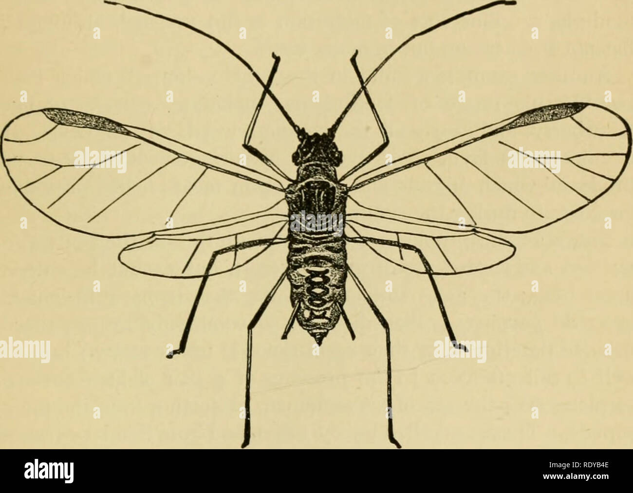 Splices Insects . Economic entomology for the farmer and the fruit grower, and for use ...