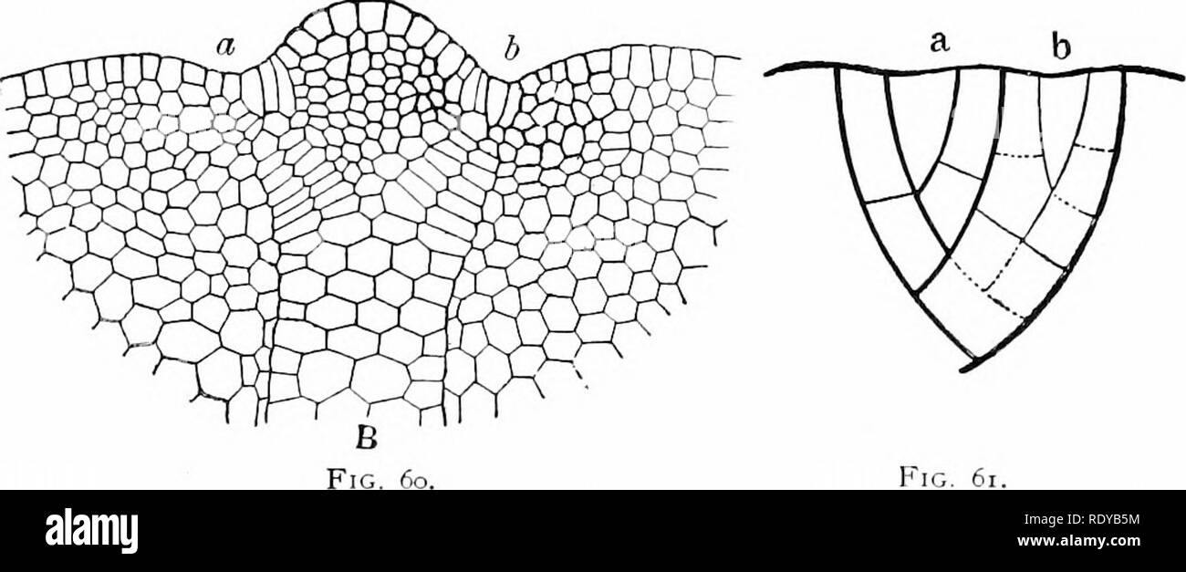 . Plant life, considered with special references to form and function. Plant physiology. 52 PLANT LIFE. produce the whole thallus. The center of the thalhis is generally thicker than the wings, and forms a sort of central rib {B, fig. 60). 60. The shoot.—In the greater number of liverworts the mature vegetative body is a shoot, which is differentiated. Fig. 61. Fig. 60.—Surface view of growing apex of tliallus of RIetzgeria/iircata just after forking. «, primary apical cell; 1^, secondary apical cell of branch; t-, the wing- tissue between a.xis and branch outgrowing the apices. j5, the midrib Stock Photo