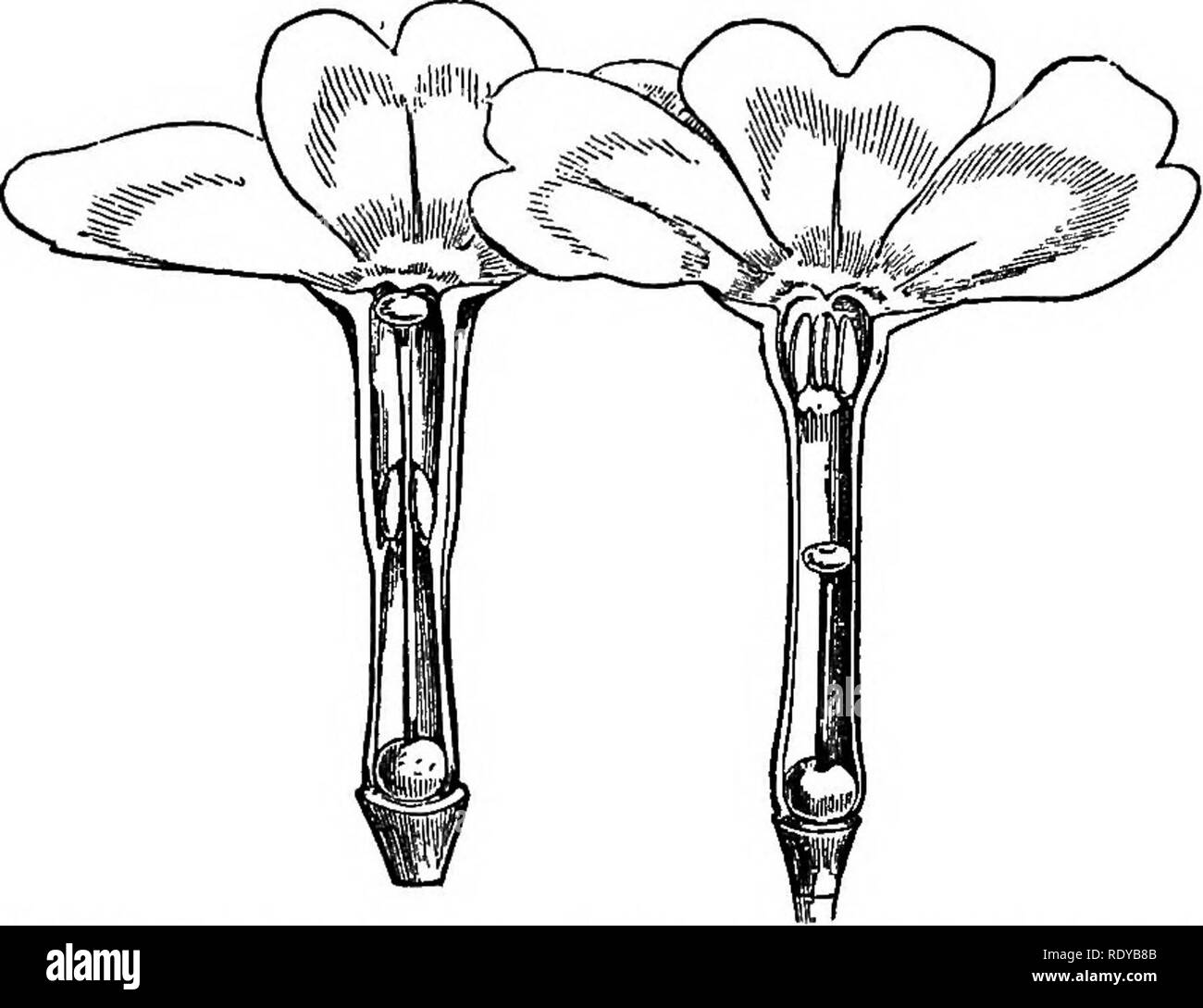 . The essentials of botany. Botany. GROSS ANATOMY OF TEH AMQ10SPEBM8. 313. Fig. 213.—Heterostyled flowers of Primrose, showing the long-styled form In the left-hand figure, and the short-styled form in the figure on the right. (From Darwin.). Please note that these images are extracted from scanned page images that may have been digitally enhanced for readability - coloration and appearance of these illustrations may not perfectly resemble the original work.. Bessey, Charles E. (Charles Edwin), 1845-1915. New York : Holt Stock Photo