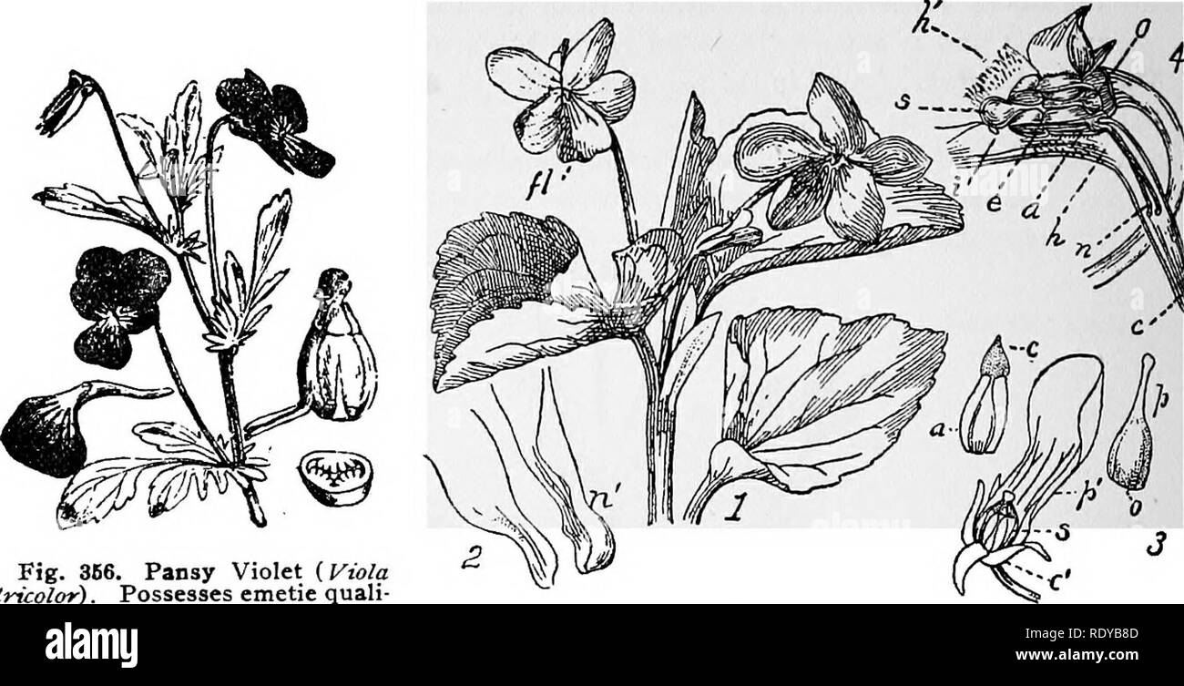 . A manual of poisonous plants, chiefly of eastern North America, with brief notes on economic and medicinal plants, and numerous illustrations. Poisonous plants. 632 MANUAL OF POISONOUS PLANTS. Fig. 386. Pansy Violet (Fio/a tricolor). Possesses emetic quali- ties. (After Fitch.) Fig. petals. 356a. 1-2, Yellow violet (Viola pubescens). 2, Spurrf 3-4, Pansy, c, Caylx. p, i?istil. a. Another spur. derived from Hybanthus Ipecacuanha. The sweet pulp of the fruit of the Leonia glycycarpa of Peru is eaten by the natives; the fruit being about the size of a peach. We shall describe only a single spec Stock Photo