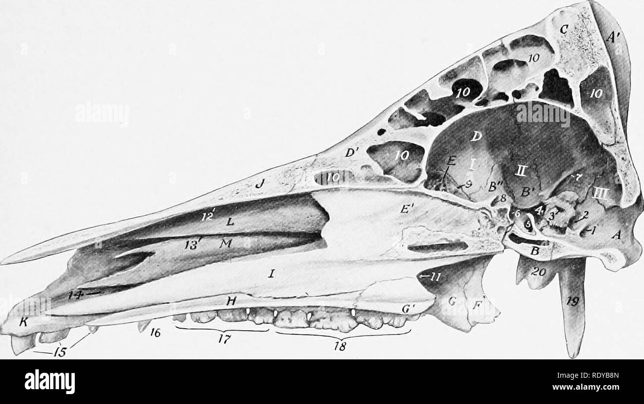 Palatine Bone Stock Photos & Palatine Bone Stock Images - Alamy