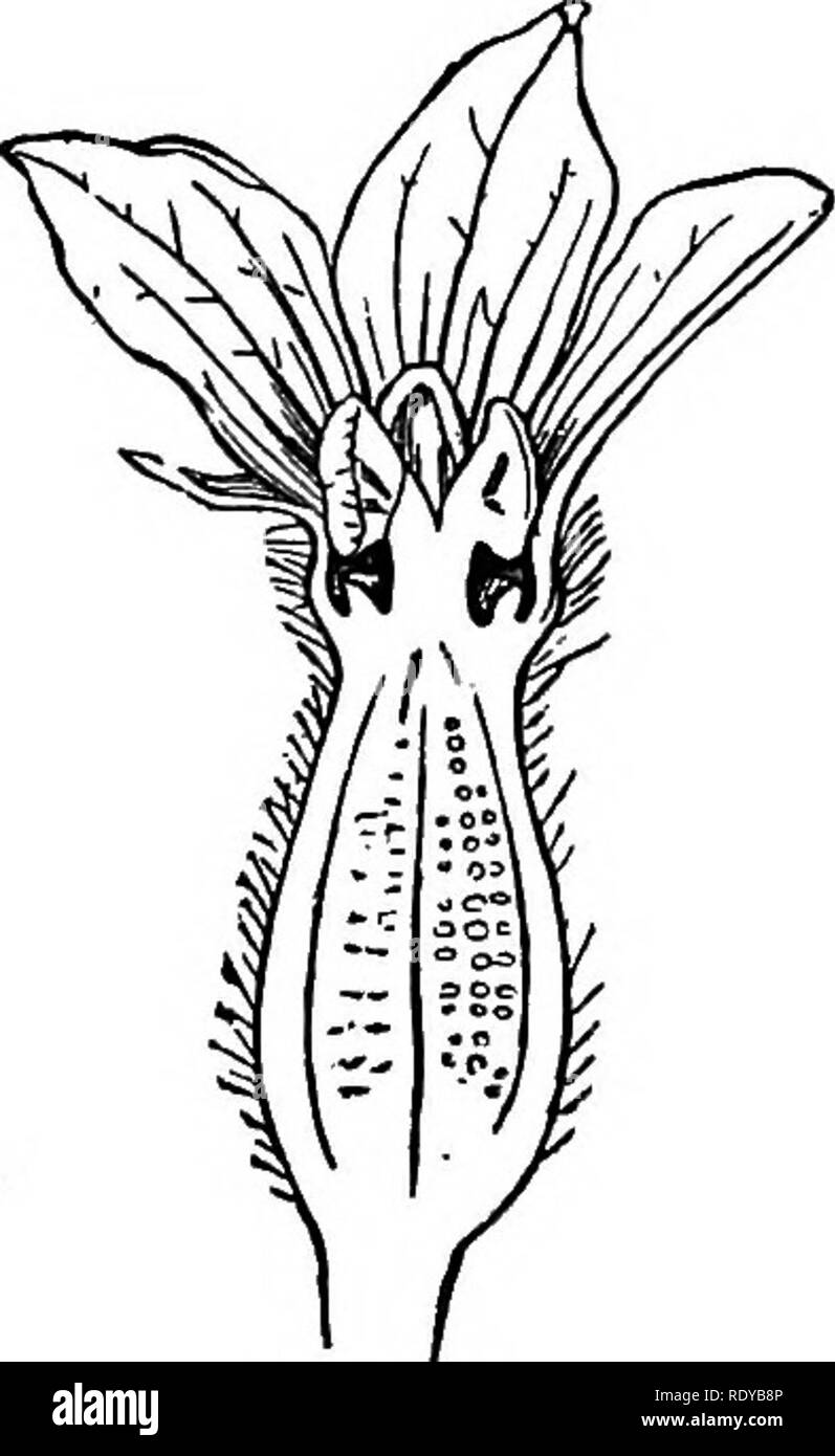 Superior ovary Black and White Stock Photos & Images Alamy