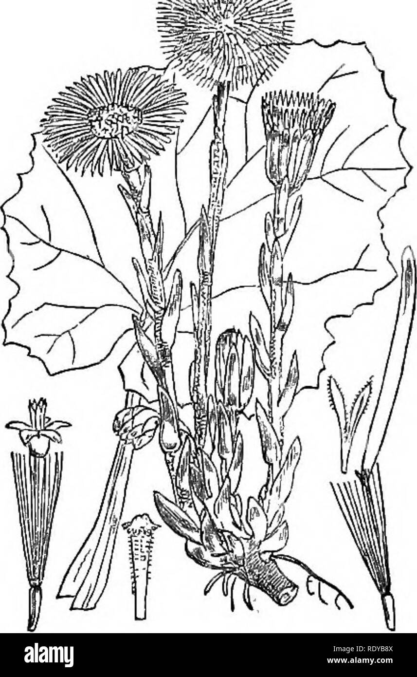 . Illustrations of the British flora: a series of wood engravings, with dissections, of British plants. Botany; Botany. 536. Artemisia absinthium. 537 Tussilago farfara.. Please note that these images are extracted from scanned page images that may have been digitally enhanced for readability - coloration and appearance of these illustrations may not perfectly resemble the original work.. Fitch, W. H. (Walter Hood), 1817-1892; Smith, Worthington George, 1835-1917; Bentham, George, 1800-1884. Handbook of the British flora. London, L. Reeve &amp; Co. Stock Photo