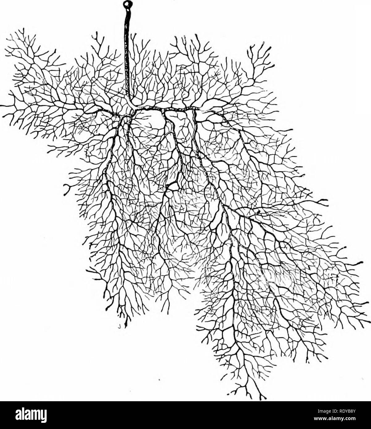 . Plant life, considered with special references to form and function ...