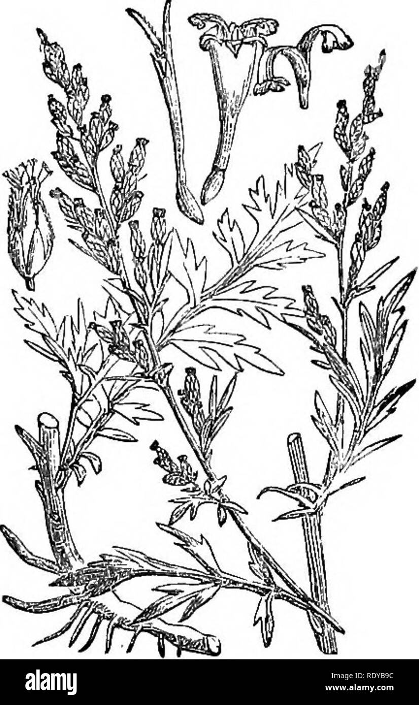 . Illustrations of the British flora: a series of wood engravings, with dissections, of British plants. Botany; Botany. 534. Artemisia maritima. 535. Artemisia, vulgaris.. Please note that these images are extracted from scanned page images that may have been digitally enhanced for readability - coloration and appearance of these illustrations may not perfectly resemble the original work.. Fitch, W. H. (Walter Hood), 1817-1892; Smith, Worthington George, 1835-1917; Bentham, George, 1800-1884. Handbook of the British flora. London, L. Reeve &amp; Co. Stock Photo