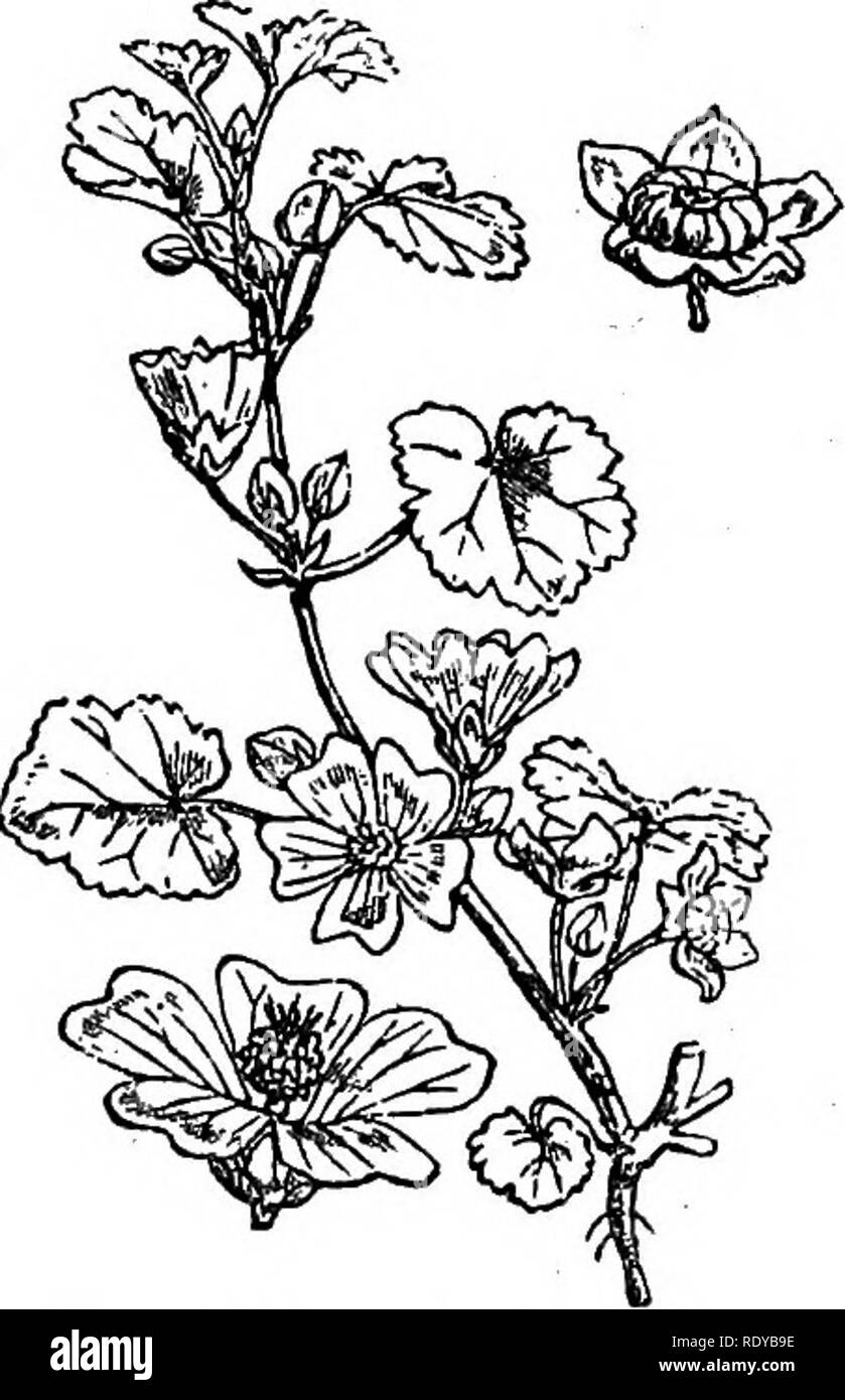 . A manual of poisonous plants, chiefly of eastern North America, with brief notes on economic and medicinal plants, and numerous illustrations. Poisonous plants. 624 MANUAL OF POISONOUS PLANTS cultivation, as are some species of the genus Abutilon and the poppy mallow {Callirhoe involucrata and C. triangulata'). Chorisia of eastern South America furnishes a soft fiber. The seeds of Pachira macrocarpa indigenous to Brazil contain a valuable oil resembling that found in cacao; kapok oil is obtained from the seeds of Briodendron anfractu- osum. Musk seed is obtained from Hibiscus abelmoschus of  Stock Photo