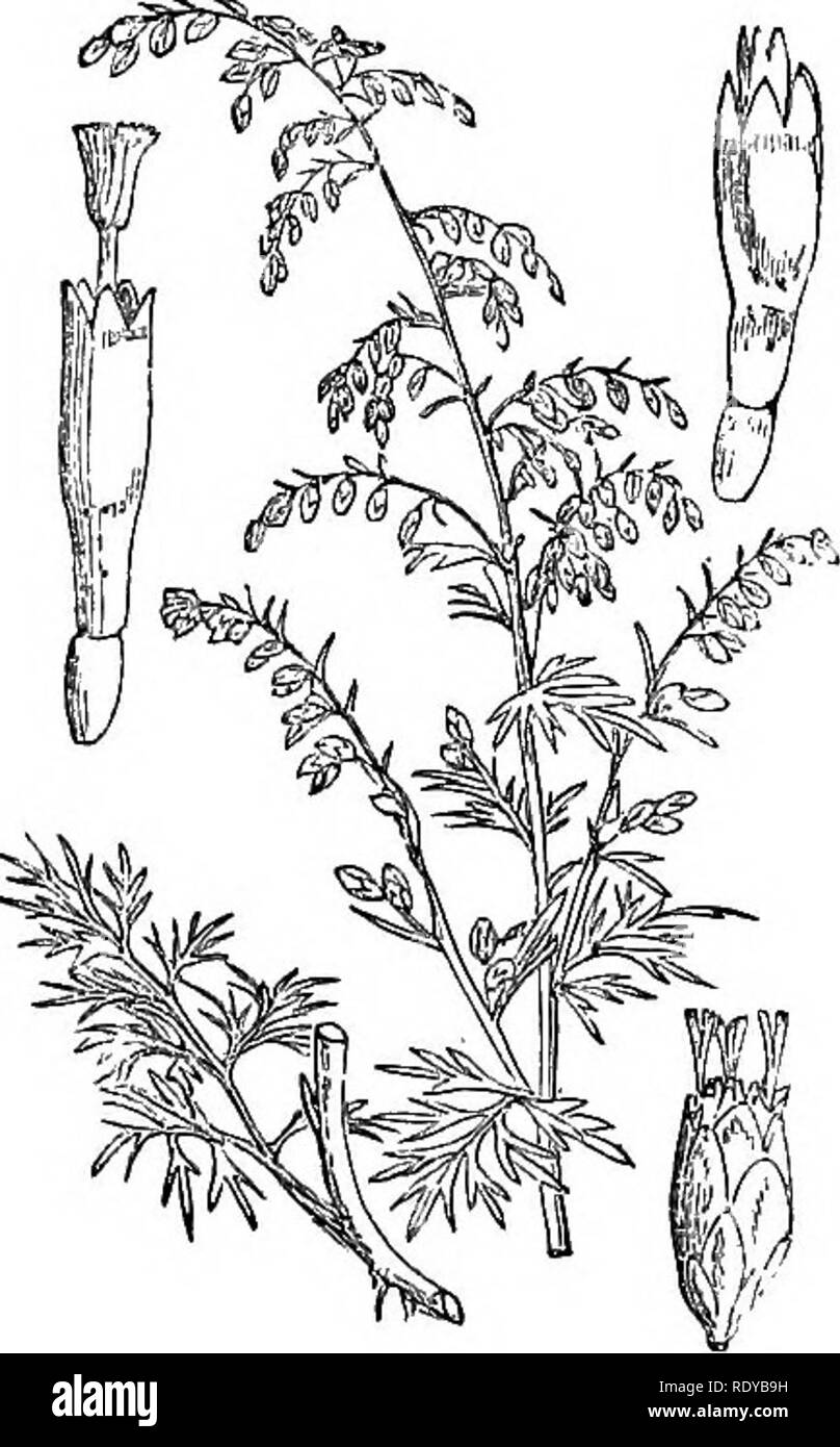 . Illustrations of the British flora: a series of wood engravings, with dissections, of British plants. Botany; Botany. 532. Tanacetum vulgare. 533. Artemisia oampestris.. Please note that these images are extracted from scanned page images that may have been digitally enhanced for readability - coloration and appearance of these illustrations may not perfectly resemble the original work.. Fitch, W. H. (Walter Hood), 1817-1892; Smith, Worthington George, 1835-1917; Bentham, George, 1800-1884. Handbook of the British flora. London, L. Reeve &amp; Co. Stock Photo
